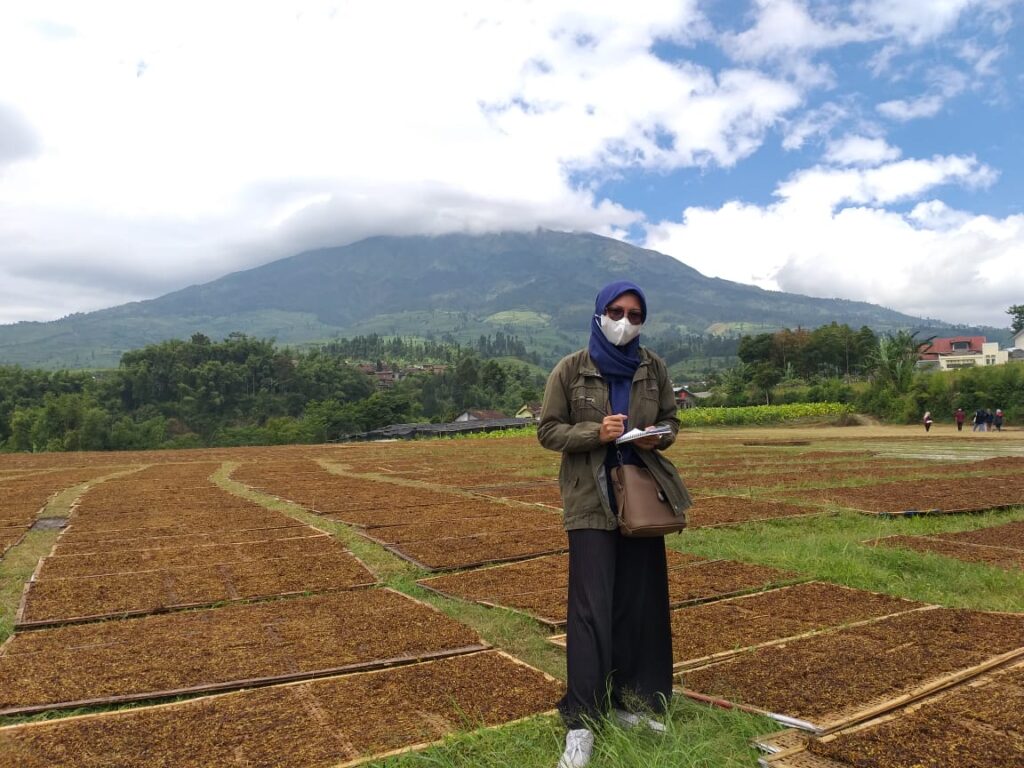 Cerita Tembakau, Tanaman Warisan dari Temanggung